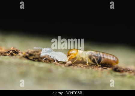 Close-up macro photograph showcasing worker and soldier termites navigating a wood surface, highlighting the intricate details of these social insects Stock Photo