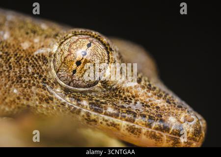 Extreme close-up of a gecko's eye and textured skin, highlighting the intricate details and patterns of its scales against a dark background Stock Photo