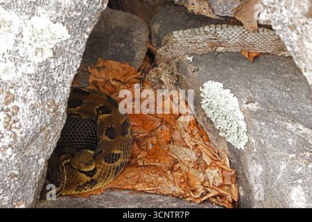 Timber rattlesnake, Crotalus horridus, at rookery, near recently shed skin, Maryland Stock Photo