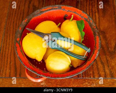 Fresh picked Eureka Lemons in a red enamel colander Stock Photo