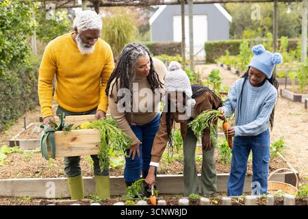 Diverse grandparents and grandchildren harvesting carrots in home garden with wooden crate Stock Photo