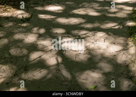 walking path trampled in the park with a lot of shadows from deciduous trees in the summer season, part of the walking path through the park on a brig Stock Photo