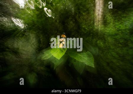 A Heliconius butterfly rests gracefully on vibrant green leaves in the lush Gamboa rainforest, Panama, highlighting the region's rich biodiversity and Stock Photo