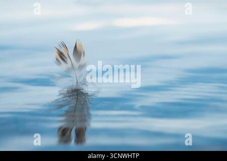 A delicate feather gently floats on the tranquil sea surface, creating soft ripples. The macro shot captures intricate details and serene textures in Stock Photo