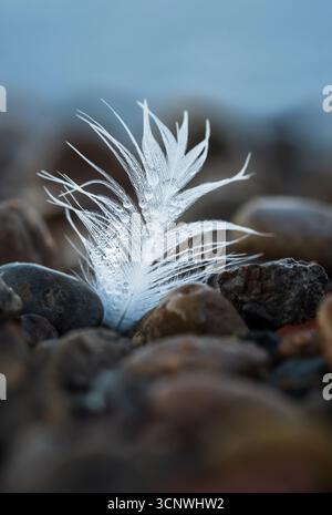 A delicate white feather rests on wet, textured stones of a beach. The macro shot captures intricate details of the feather's fibers adorned with dew Stock Photo