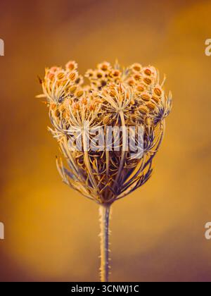 A dried flower head stands out in this creative botanical photograph, showcasing intricate textures and surreal colors. The warm backdrop enhances its Stock Photo