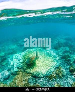 A turtle relaxes on vibrant coral beneath the clear waters of the Great Barrier Reef in Cairns, Australia, showcasing the stunning marine life and nat Stock Photo