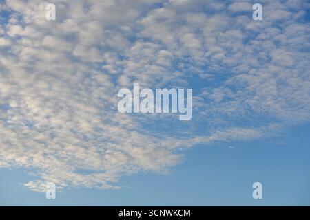 White altocumulus clouds against a blue sky at sunrise Stock Photo