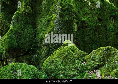 A close-up view of vibrant green moss blanketing rough rock surfaces in a dense forest, creating a natural, serene, and lush environment rich in textu Stock Photo