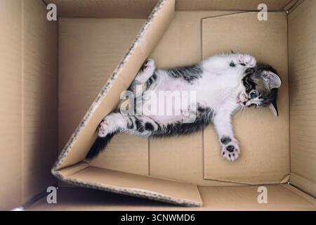 A small tabby and white kitten is seen from an overhead view, lying on its back inside a brown cardboard box. Its paws are raised with claws visible, Stock Photo