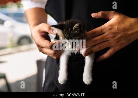 Close-up of a person's hands gently cradling a small tabby kitten with white paws and blue eyes. The kitten is held against dark fabric, with a blurre Stock Photo