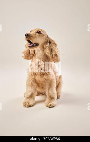 A golden cocker spaniel sits attentively in a studio setting, showcasing its shiny, wavy coat and friendly expression. Ideal image for pet lovers and Stock Photo