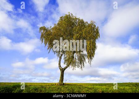 A single tree in a field. View of a birch tree. Stock Photo