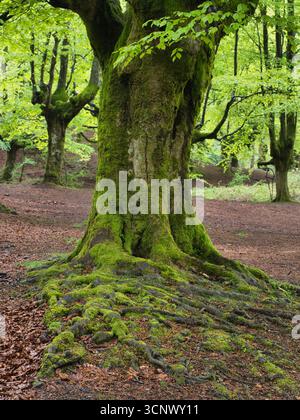Ancient trees and stream in a magical forest - A serene scene in a mystical forest with an ancient moss-covered tree, a tranquil stream, and gnarled t Stock Photo