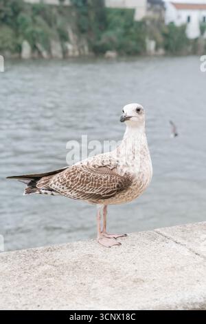 Single Seagull Perched On A Concrete Wall Next To Water. Wild coastal bird, detailed feathers, urban wildlife, seaside animal portrait Stock Photo