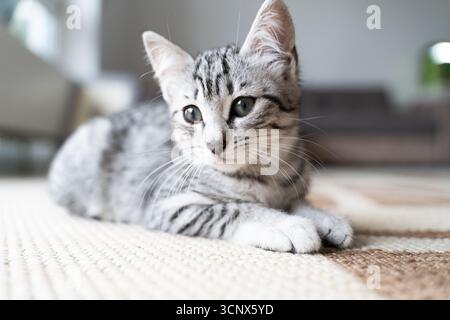 A cute grey kitten with soft fur relaxes comfortably on a textured carpet, embodying the warmth and coziness of a loving home environment. Ideal for p Stock Photo