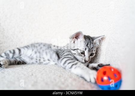Adorable grey kitten with striking stripes is lying on a soft surface, playfully engaging with a colorful toy ball, in the comfort of its home environ Stock Photo