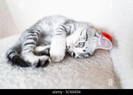A charming grey kitten playfully rolls on a soft beige chair, showcasing its vibrant blue eyes and lively expression in a bright and inviting home set Stock Photo