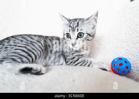 Adorable grey kitten with striking stripes is lying on a soft surface, playfully engaging with a colorful toy ball, in the comfort of its home environ Stock Photo