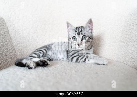 A cute grey kitten with striking blue eyes lounges peacefully on a soft, cozy sofa. This adorable scene captures the essence of a pet enjoying the com Stock Photo