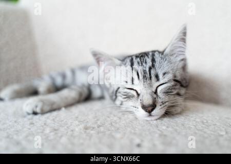 A charming grey kitten peacefully sleeps on a soft, cozy sofa at home. Its serene expression and fluffy fur create a warm, comforting atmosphere, embo Stock Photo