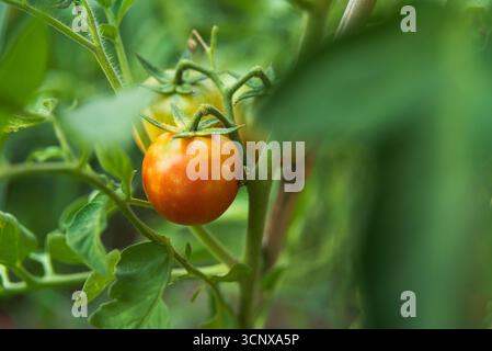 Close-up of ripe tomatoes hanging on the vine in a lush garden setting, showcasing the vibrant colors of fresh, homegrown produce in a natural, leafy Stock Photo