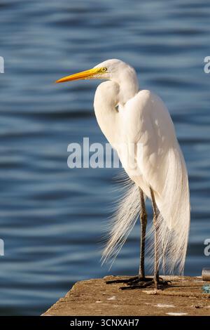 Great white egret, Ardea alba, Cananeia, Brazil Stock Photo