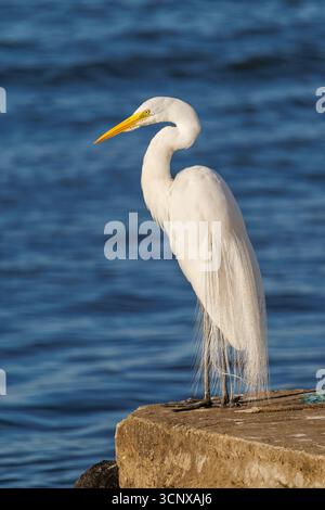Great white egret, Ardea alba, Cananeia, Brazil Stock Photo