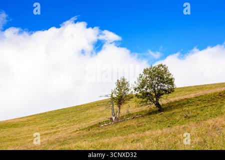 countryside scenery in autumn. single tree on the grassy hill in morning light. background with clouds on the blue sky. seasonal weather change in sep Stock Photo