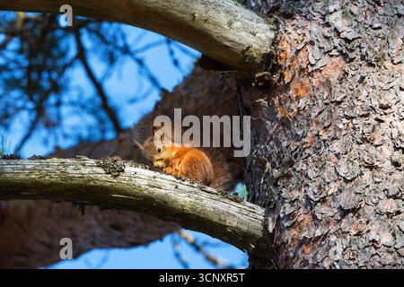 Red Squirrel on a tree branch Stock Photo