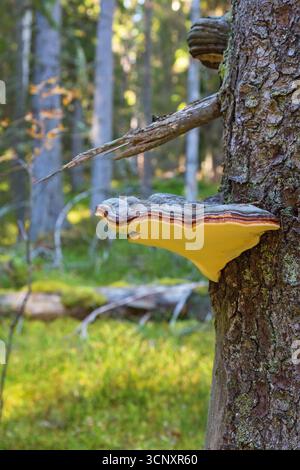 Red banded polypore on tree Stock Photo