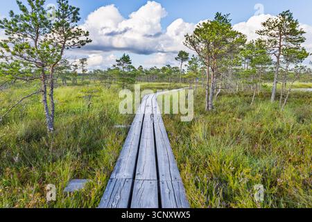 Wooden boardwalk winding through a peat bog wetland surrounded by pine ...
