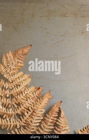 Fern. Decaying bracken, or fern, on metal background with copy space. UK Stock Photo