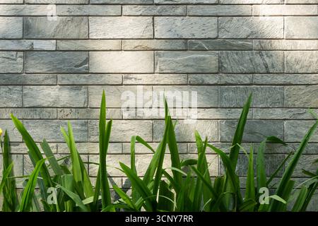 Stone Wall with Greenery Stock Photo