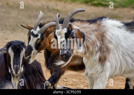 Image of two goat faces with horns and beard Stock Photo