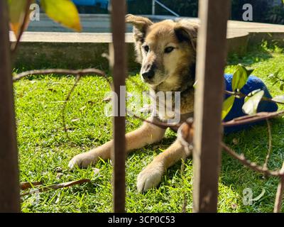 A small brown and black dog lying on the green grass in Buenos Aires, Argentina, enjoying a sunny day. Stock Photo