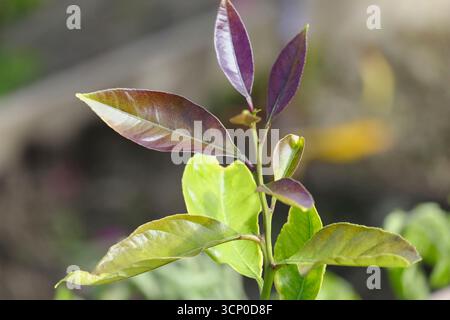Close up of new growth on a young Mexican Lime tree (Citrus aurantiifolia), showing fresh green and reddish leaves in spring sunlight Stock Photo