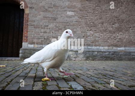 White wild pigeon walking on the ground in a town square. Low angle, close up shot, no people Stock Photo