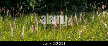Tall wood small-reed plants stand proudly in vibrant green grass basking in sunlight showcasing their unique plumes against a backdrop of dense foliag Stock Photo