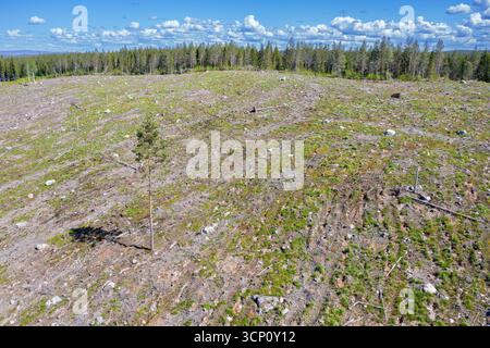 Lone pine tree amidst clearcut area, clearcutting / clearfelling is a forestry / logging practice in which all trees are cut down, Dalarna, Sweden Stock Photo