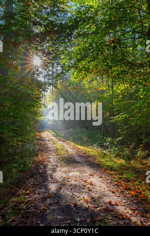 Forest path and sunrays shining through foliage in deciduous woodland with European beech trees showing autumn colours Stock Photo