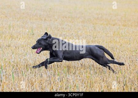 Black Labrador Retriever gun dog / hunting dog running through stubble field Stock Photo