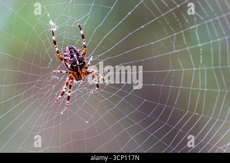 Macro photo of Araneus diadematus, the cross orb weaver spider, resting on its intricate silk orb web in natural habitat Stock Photo