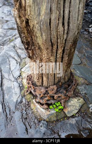 Old wooden and decaying mooring pillar with rusty metal chain mounted into the harbour ground at the small Fishing village of Boscastle in Cornwall. Stock Photo
