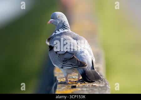 Wood Pigeon (Columba palumbus) perched on a concrete fence overlooking the Yser river in Nieuwpoort, Belgium. Stock Photo