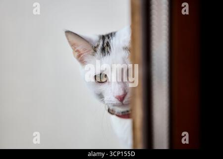 A playful white domestic cat peeks from behind a wooden window frame. Its curious expression and natural daylight create a charming cozy home interior Stock Photo