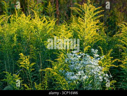 Tall Boneset (Eupatorium altissimum) grows in front of a row of Canada Goldenrod (Soliiddago canadensis) at Kerry Sheridan Grove, Will County, IL Stock Photo