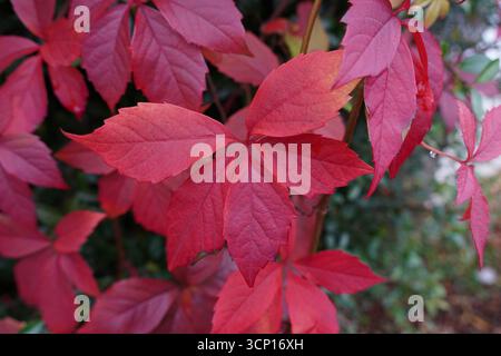 beautiful red tree leaves during autumn. autumnal nature and seasons background Stock Photo