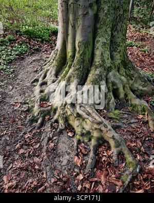 Roots and trunk of and old tree in the forest. Moss covered roots of an old tree. Stock Photo