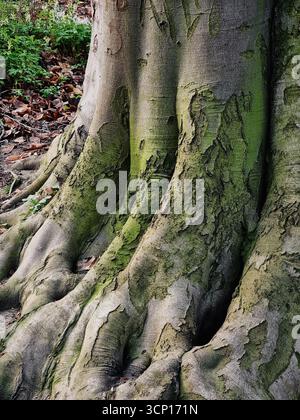 Trunk of and old tree in the forest. Moss covered roots and stem of an old tree. Stock Photo